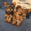 Teacup yorkies 