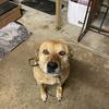 Good Dog Looking for New Home