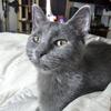 Gray Cat