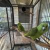 Proven Pair of Yellow Naped Amazons 