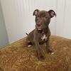 Pitbull puppies for sale in Brooklyn New York
