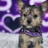 Teacup Yorkie Puppies for Rehoming 