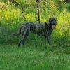 Aggie - Purebred Brindle Female Anatolian Shepherd