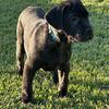 Cane Corso Puppies - Championship Bloodline