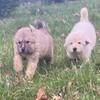 Purebred Great Pyrenees Puppies