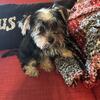 Peaches / female yorkie 