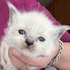 ON HOLD Orange collar Ragdoll kitten Kats ravishing ragdolls