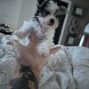 Parti  Yorkie 10 weeks female 