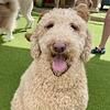 Adult Female Goldendoodle Re-Home