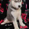 Purebred Siberian Husky puppies