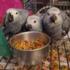 African Grey proven pairs