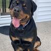 Rottweiler mixed puppies 
