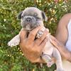 Frenchbulldog 