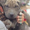 Shar Pei pup male