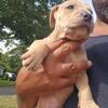 Boerboel Puppies / Old English Bulldog puppies born 8/19