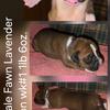 #5 Fawn Female Boxer  AKC Limited Registration Lavender Ribbon $1700