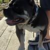 American Bully Available 14 weeks 