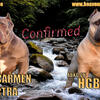 ABKC Pocket American Bullies Financing available 