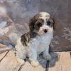 Cavapoo puppies for sale in Michigan at wrennspuppies.com