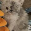ADORABLE CFA PERSIANS DILUTE CALICO 