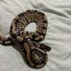 Ball python 