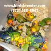 More baby Sun Conures hatching soon at wholesale prices