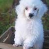 AKC Toy Poodle Ready Now