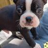 Boston terrier