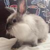Help! Young female Lionhead needs experienced owner.