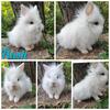 Fully Pedigreed Lionhead Bunnies