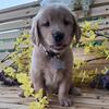 Golden Retriever puppies 