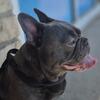 Male French bulldog 