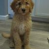 Golden doodle puppies F1B