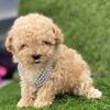 Cavapoo, Morkies, Maltipoos, Mixes  HAND DELIVERY 