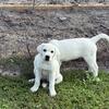 AKC Registered Yellow - White Polar Bear - Orlando FL 