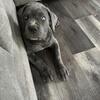 Cane corso
