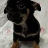 Chihuahua Puppy—Shortcoat—Male—Black and Tan