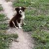 RED TRI TOY AUSTRALIAN SHEPHERD STUD SERVICE