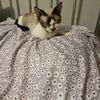 Devon rex adult female 