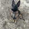 Belgian Malinois Pup Available 