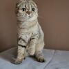 Scottishfold purebreed girl 