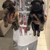 German shepherd puppies