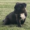 American Bully females