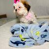 Female Shih tzu puppies 