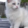 Update reserved Blue/lilac lynx bicolor ragdoll kittens fort lauderdale TICA REGISTERED