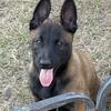 Belgian Malinois puppies
