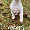 American Bulldog Puppies ( Southern White )