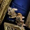 French bulldog puppies ! 