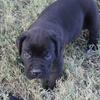 Cane Corso Puppies Tennessee