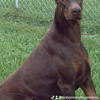 Doberman Puppy''s  for sale